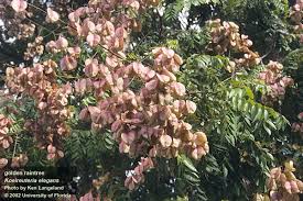They did offer to exchange it but i couldn't be bothered with the hassle. Taiwan Native Koelreuteria Elegans Is A Very Popular Landscape Tree Because Of Its Colorful Petals And Rose Colored Fruit Capsules Even Though This Tre Arvores