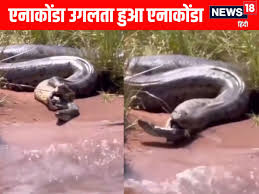 वायरल वीडियो: विशाल एनाकोंडा ने निगला दूसरा एनाकोंडा, फिर जिंदा निकाला!