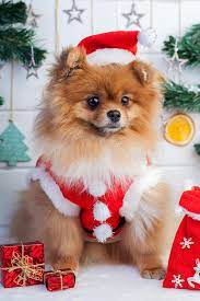 Pomerania Zaragoza Posts Facebook