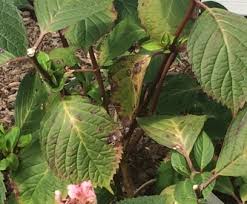 Image result for Cercospora hydrangea