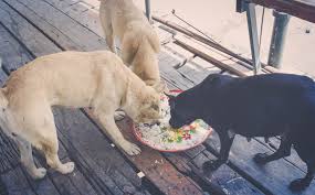 RESQ Charitable Trust - Your Guide to Feeding Stray Animals... Responsibly!