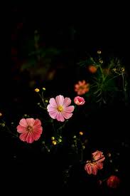 Sweet Colour Flowers Photography Wallpaper Flowers Photography Beautiful Flowers Wallpapers