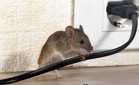 Louis pest control experts are committed to providing you with the best service in the industry. Pest Control St Louis Mo By 24 7 Animal Pest Control