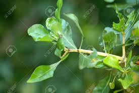 Image result for Gardenia cornuta