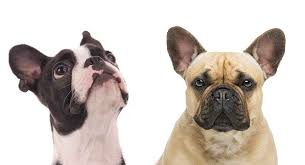 Is it more like the australian shepherd or the french bulldog? Boston Terrier French Bulldog Mix