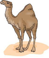 Camels are 7 ft tall with its hump. How The Camel Got His Lump Jo70kids