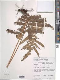 Image result for Pneumatopteris afra