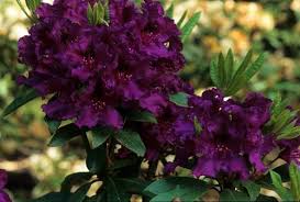 View Plant Great Plant Picks Plants Purple Garden Flowering Shrubs