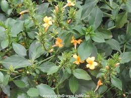 Image result for Barleria spinulosa