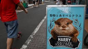 Once common even around tokyo, japanese otters were fond of eating shrimp, crabs and fish. Otterly Irresponsible Selfies Putting Otters At Risk