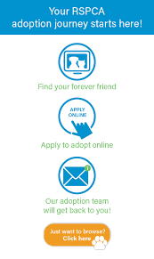 Many people look for a pet that is a little bit different. Adopt A Pet Rescue Pets Rspca Animals Rspca Queensland