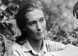Jane Goodall, English primatologist, ethologist, and anthropologist, c.  1976
