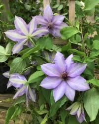 Perennial flowers add color to the garden in a way that few other plants can. Perennial Flowering Vines Wedel S Nursery Florist And Garden Center