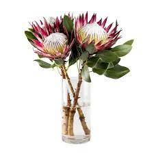 Madiba 3 Stems Indigenous Flower Vase Arrangements Flower Arrangements Simple Protea Flower