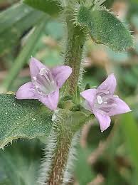 Image result for Spermacoce deserti