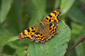 Image result for Polygonia c-album