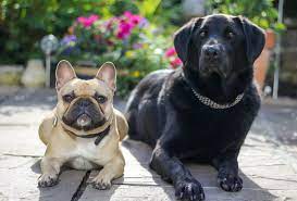 Potty trained frenchies for sale 1 year healthy guarantee, shots & papers. Frenchie Labrador French Bulldog Lab Mix Info Pictures Facts