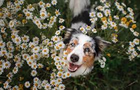 See more ideas about dog flower, cute dogs, dogs. 40 674 Dog Flowers Photos Free Royalty Free Stock Photos From Dreamstime