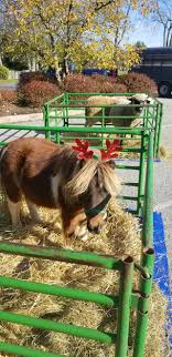 Just looking for fun things for kids in tucson you found that attraction. Swift Farms Ponies And Petting Zoos Home Facebook