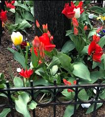 Twenty Anthophiles Fifteen Hours And A Whole Lot Of Flowers Netflix S The Big Flower Fight The Science Survey