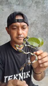 https://youtu.be/S0dmQzr4jVs Bonsai Asian. Hi friends, just wanna share how  I cut my bonsai branches in reference to the triangle shape. there are many  ways and this is one of them. if you
