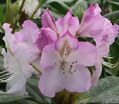 Plant Descriptions Rhododendron Plant Rhododendron Plants