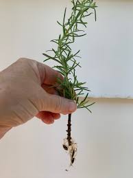 Image result for rosemary cuttings