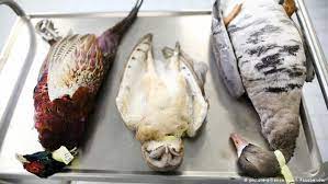 Agricultural and wildlife considerations, on this web site. Bird Flu Will Continue To Flare Into 2017 Environment All Topics From Climate Change To Conservation Dw 03 01 2017