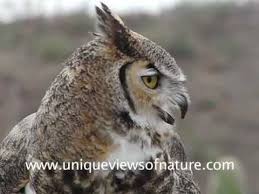 Magnificent Majestic Birds Great Horned Owl Barn Owl Owl