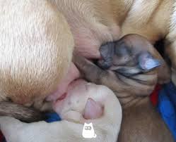 During their first two weeks, a puppy's senses all develop rapidly. When Do Puppies Open Their Eyes Fully Altriciality In Dogs