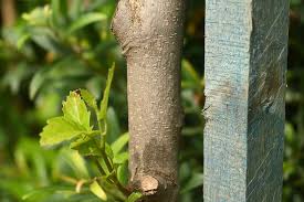 Image result for Allophylus tanzaniensis