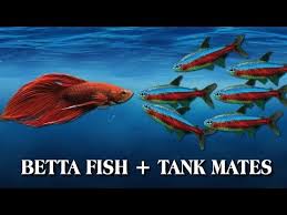 Compatible Tank Mates For Betta Fish Youtube Betta Fish Tank Mates Betta Fish Tank Fresh Water Fish Tank