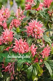 Image result for Justicia carnea