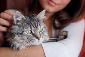 Kompilasikucingkaget kumpulankucinglucu kompilasi kucing kaget takut timun. Tahukah Anda Ditinggalkan Bersendirian Ekor Dipegang Dan Tangisan Bayi Antara 10 Perkara Dibenci Kucing I Suke Mstar