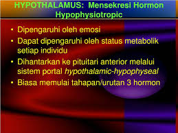 Ppt Hipothalamus Hipofisis Powerpoint Presentation Free Download Id 4556630