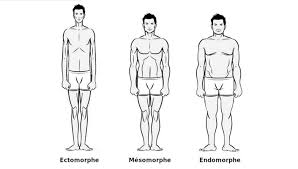 En musculation, certaines caractéristiques physiques et génétiques permettent de s'identifier plus ou moins à un type morphologique (ectomorphe, mésomorphe ou endomorphe) et à une catégorie de bodybuilder (easygainer ou hardgainer). Ectomorphe Mesomorphe Endomorphe Quelle Est Votre Morphologie Dravel