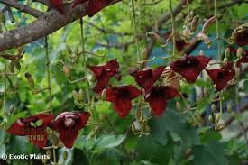 Image result for Kigelia