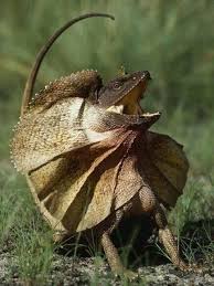 Black And White Lizard Australia Australian Frilled Lizard Weird Animals Frilled Lizard Australian Animals
