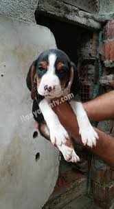 Serbian Tricolour Hound Uc Renkli Sirp Kopoyu 2 Aylik Erkek Yavru A Secereli