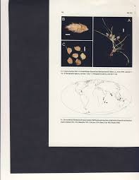 Image result for Queenslandiella