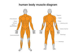 Human muscle system, the muscles of the human body that work the skeletal system, that are under voluntary control, and that are concerned with movement, posture, and balance. Human Body Muscles Diagram In Full Length Front And Back Side Illustration About Bodybuilding And Anatomy Stock Vector Adobe Stock