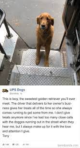 Ups Drivers Capture The Most Interesting Photos On Their Routes And We Can T Get Enough Dog Stories Animals And Pets Beautiful Dogs