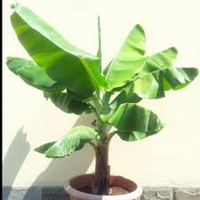 Image result for Musa Cavendish