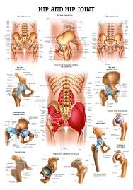 The hip joint supports dynamic and static body weight. Amazon Com Hip And Hip Joint Laminated Anatomy Chart Industrial Scientific