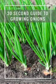 30 Second Guide To Growing Onions Growing Onions Planting Onions Growing Onions From Seed