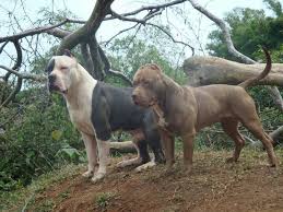 Pin By Carlos Aguirre On Pets Pitbulls Dogs Pitbull Terrier