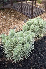 There are so many new spurges on the market: Euphorbia Silver Swan