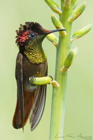 Ruby Topaz Hummingbird Chrysolampis Mosquitus Goruntuler Ile Hayvan Resimleri Kus Minik Kus