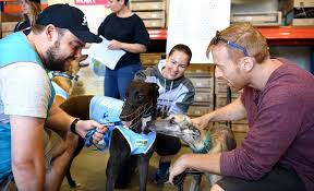 Unfortunately, retired racing greyhounds can have issues socialising with other animals and people. Greyhounds As Pets Western Sydney Facility Will Host An Adoption Day Hawkesbury Gazette Richmond Nsw