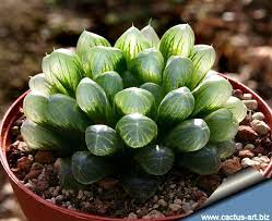 Haworthia Cooperi Var Obtusa Planting Succulents Plants Succulents